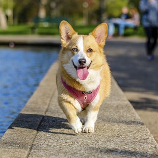 Zekupp Kedi Köpek Künye Tasma Aksesuarı DİŞİ M10