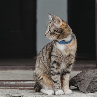 Zekupp Kedi Köpek Künye Tasma Aksesuarı DİŞİ M14