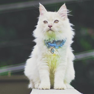 Zekupp Kedi Köpek Künye Tasma Aksesuarı ERKEK M4