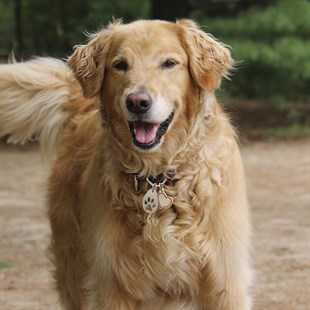 Zekupp Kedi Köpek Künye Tasma Aksesuarı DİŞİ M7