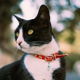 Zekupp Kedi Köpek Künye Tasma Aksesuarı ERKEK M11