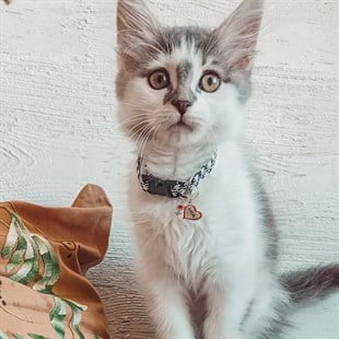 Zekupp Kedi Köpek Künye Tasma Aksesuarı DİŞİ M6