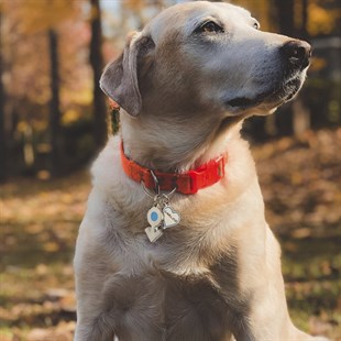Zekupp Kedi Köpek Künye Tasma Aksesuarı ERKEK M3