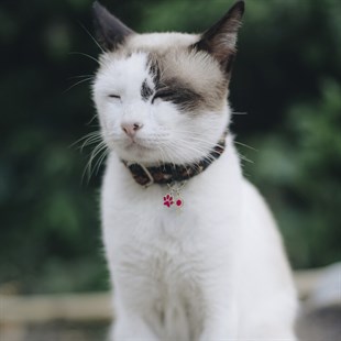 Zekupp Kedi Köpek Künye Tasma Aksesuarı DİŞİ M12
