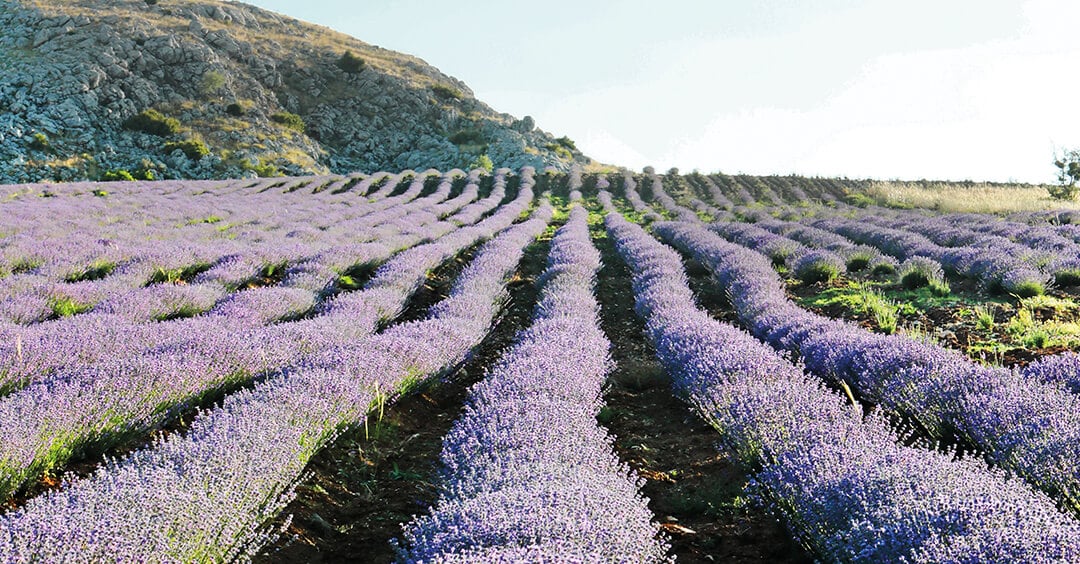 Vergessen Sie bekannte Lavendelöle, ätherisches Lavandula Angustifolia-Öl