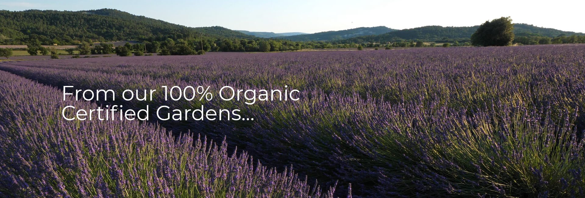 From Our 100% Organic Certified Gardens