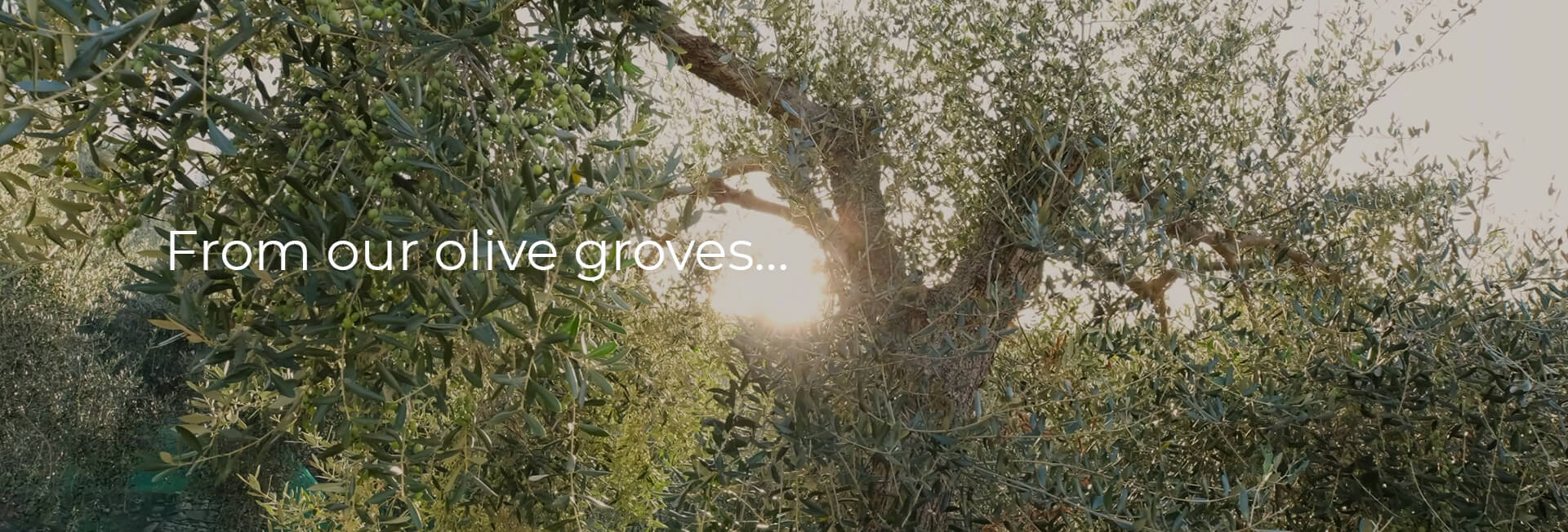 From Our Olive Groves