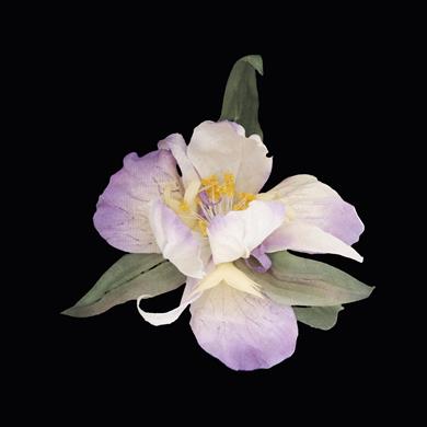 KENEVİR İRİS YAKA İĞNESİ