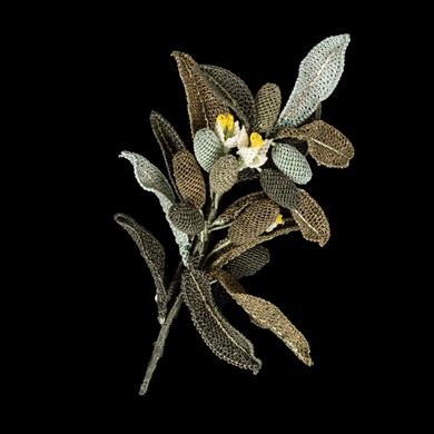 ZEYTİN YAKA İĞNESİ