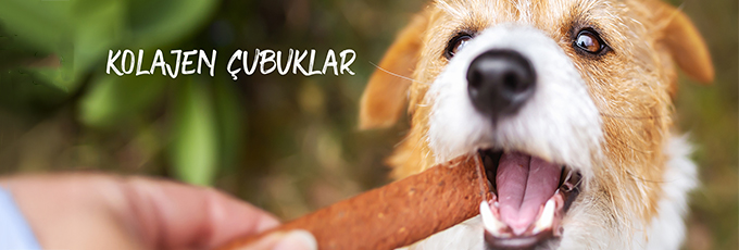 Kolajen Çubuğu