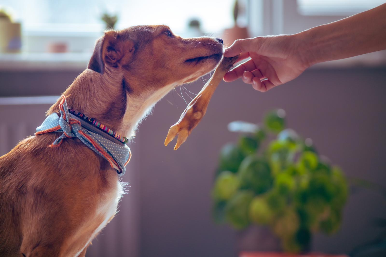 Doğal Köpek Ödülleri