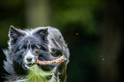 Köpek ve Kedi