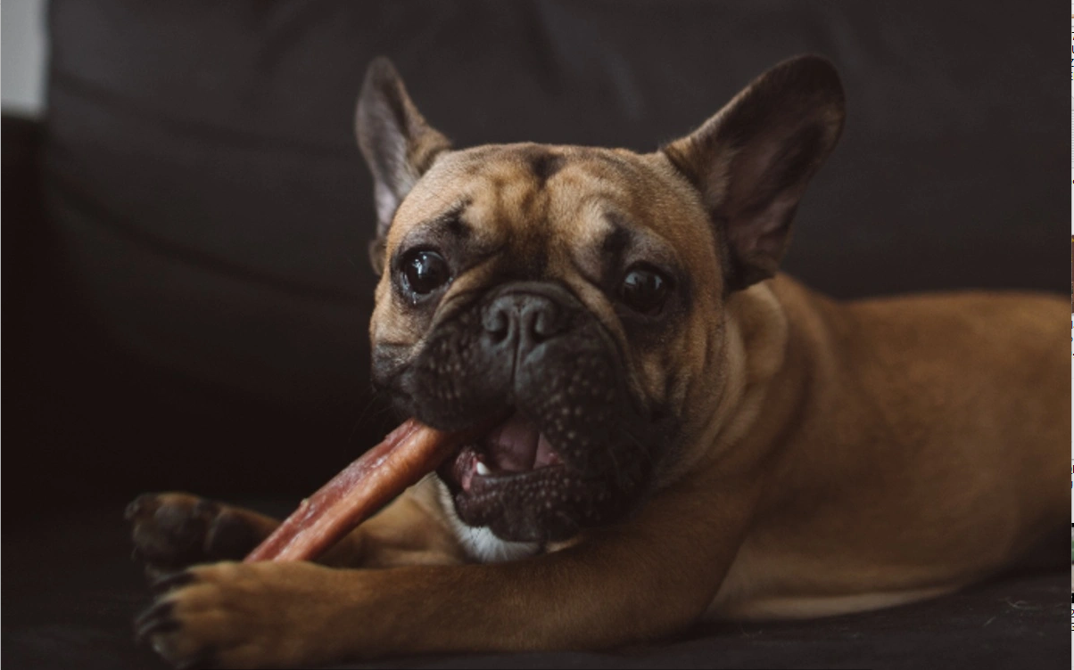 Köpekler İçin Bully Stick Nedir?