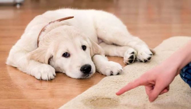 Köpekler için Tuvalet Eğitimi