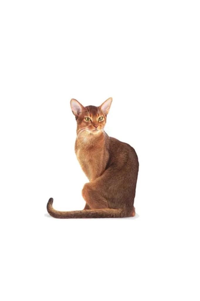 Royal Canin Fussy Exigent Seçici Yetişkin Kedi Maması 4 Kg