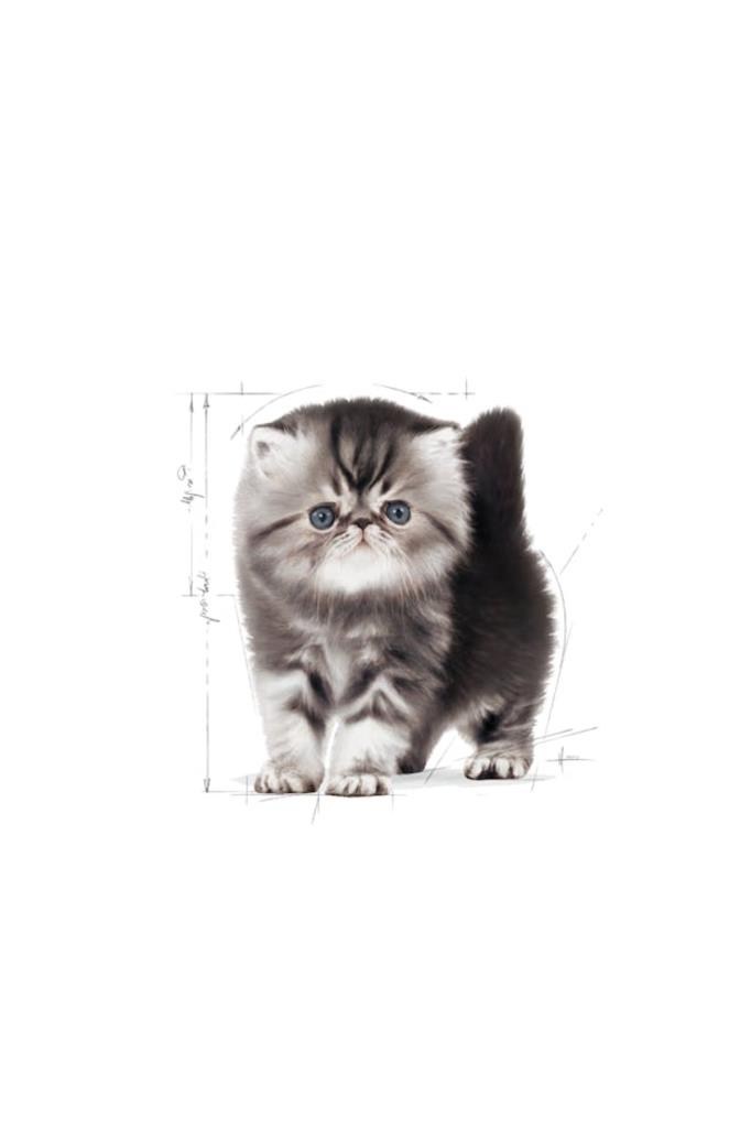 Royal Canin Persian Kitten Iran Yavru Kedi Maması 2 Kg