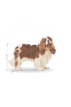 Royal Canin Cavalier King Charles 27 Yetişkin Köpek Maması 3 kg