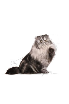 Royal Canin İran Kedisi Için Yetişkin Kedi Maması 10kg