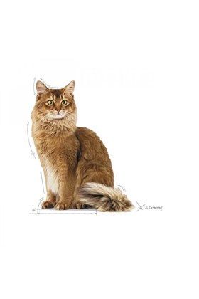 Royal Canin Light Yetişkin Kedi Maması 8 kg