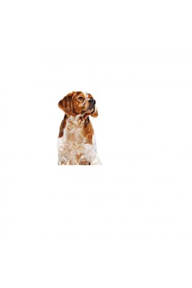 Royal Canin Orta Irklar Için Yaş Konserve Köpek Maması 410g