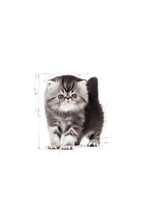 Royal Canin Persian Kitten Iran Yavru Kedi Maması 2 Kg