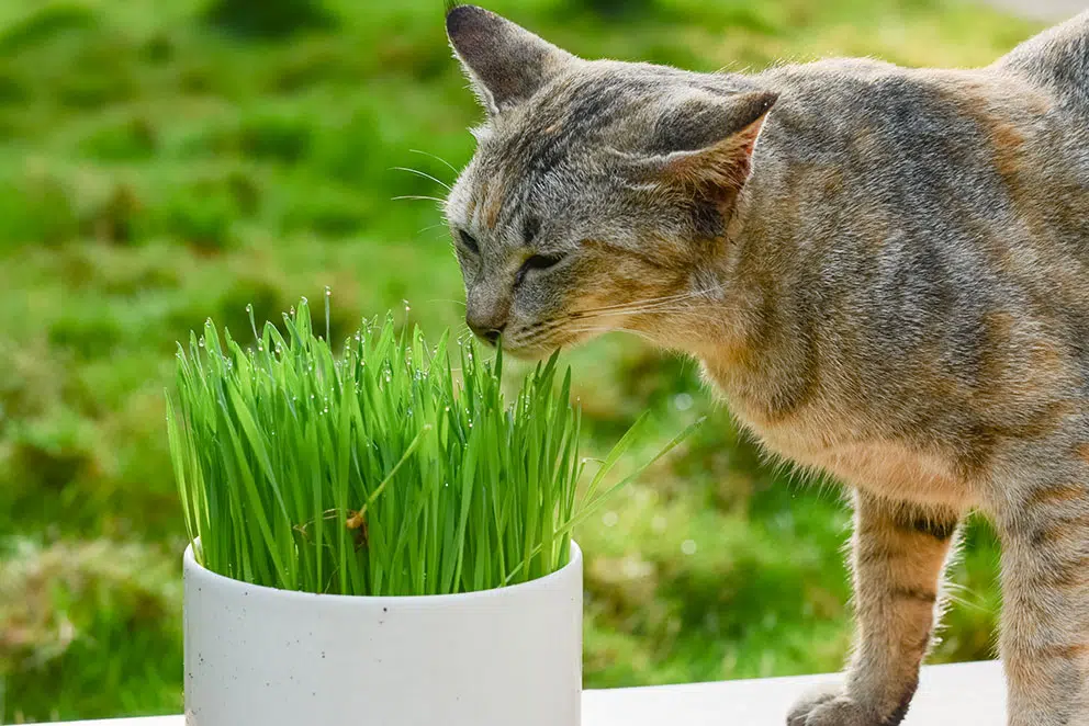 Kedi Çimi Nedir ve Neden Önemlidir?