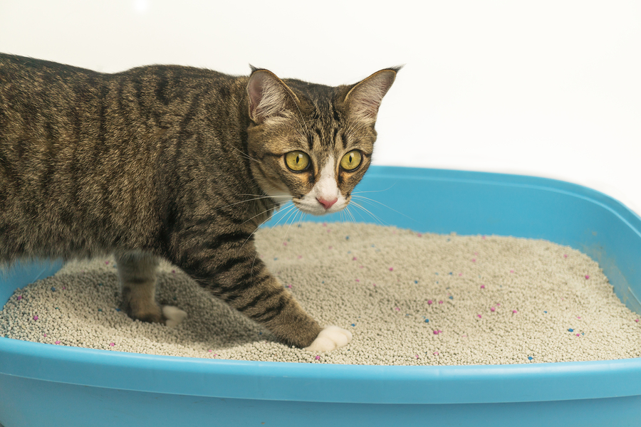 Kedi Tuvaletleri ve Kum Seçimi: Bilmeniz Gereken Her Şey