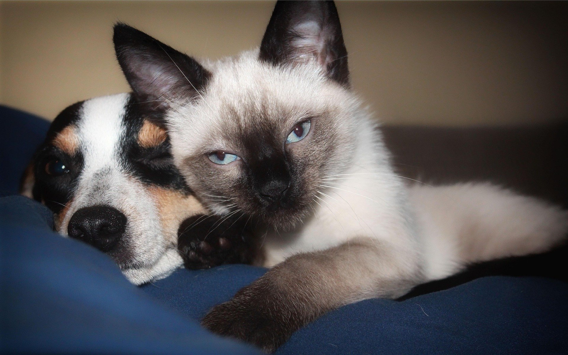 Kedi ve Köpeklerde Mama ve Su Kapları Seçerken Nelere Dikkat Etmeli?