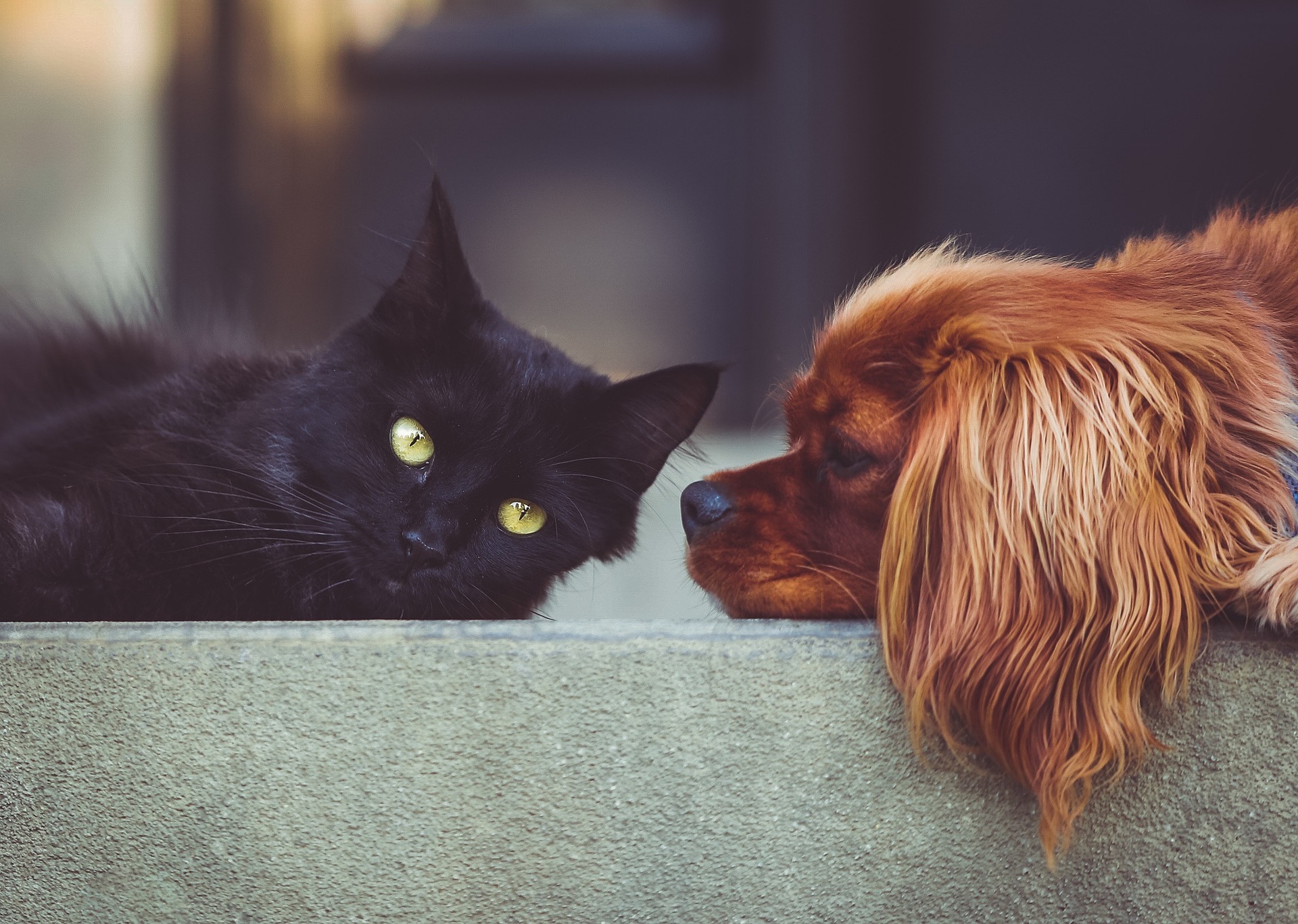 Kedi ve Köpeklerde Sağlık ve Bakım Ürünleri Kullanımının Önemi