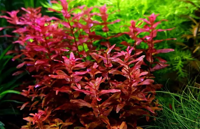 APC-ROTALA MACRANDRA MİNİ RED IN VITRO