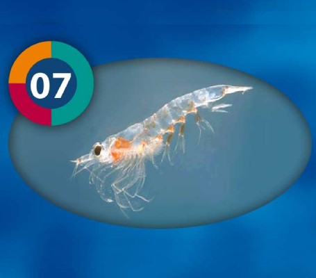 3F FROZEN KRİLL PACİFİCA 100 GR8714558001076