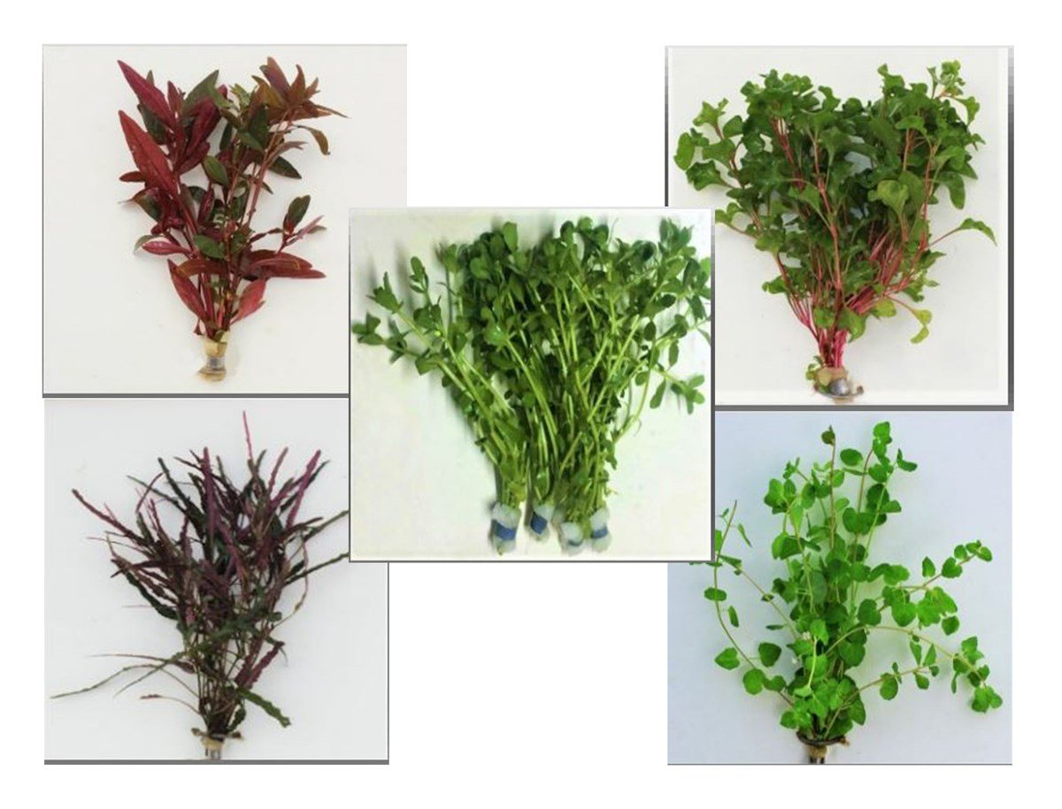 5 adet karışık bitki paketiBuket5-adet-karışık-bitki-paketi