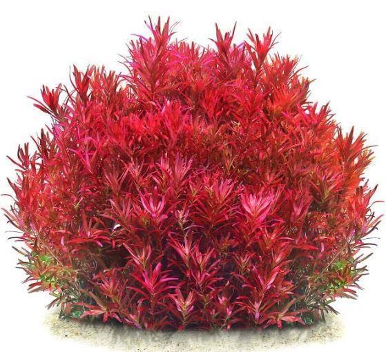 ROTALA BLOOD RED T/C CUP İNVİTRO APC