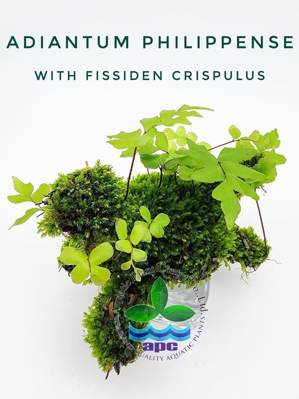 ADİANTUM PHİLİPPENSE WİTH FİSSİDEN CRİSPULUSL699