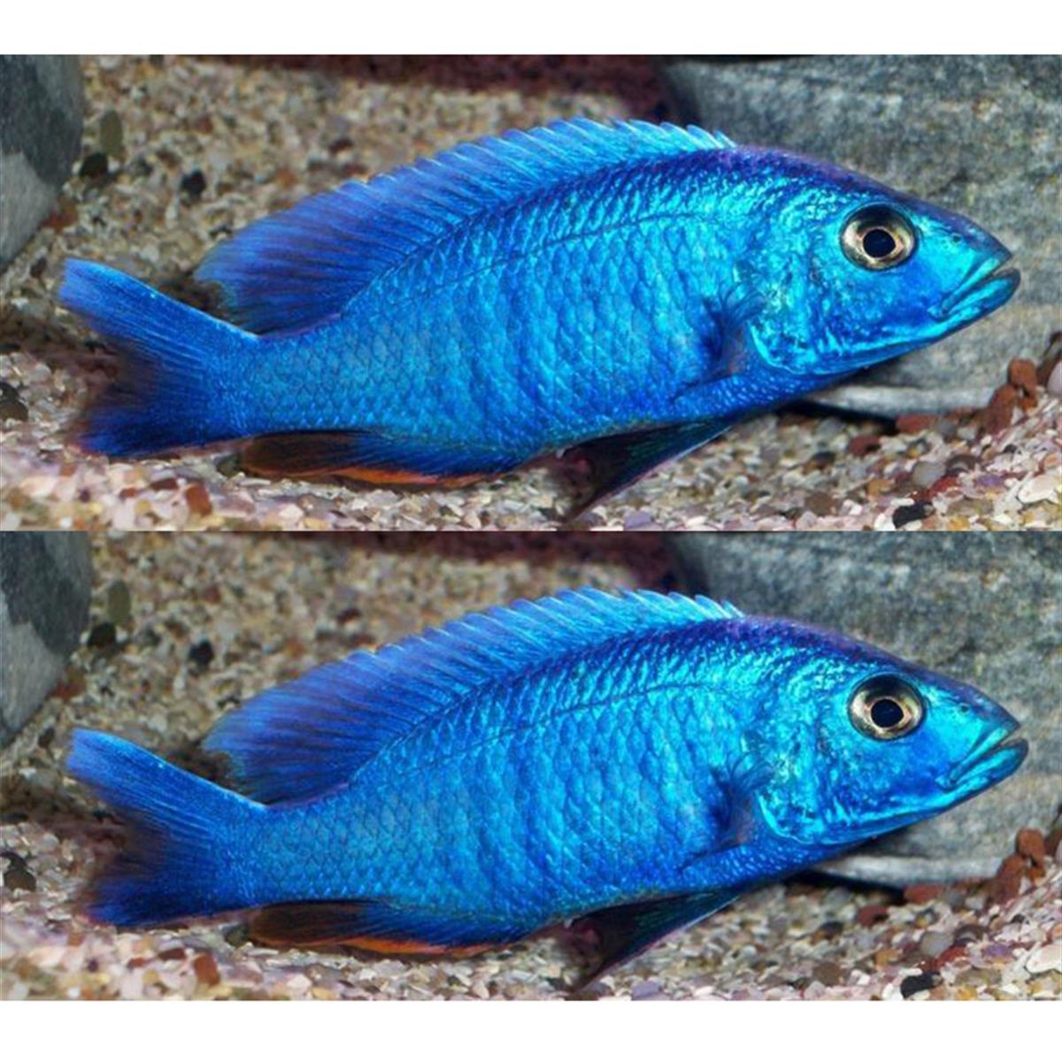 AHLİ CİKLETcanlı-303