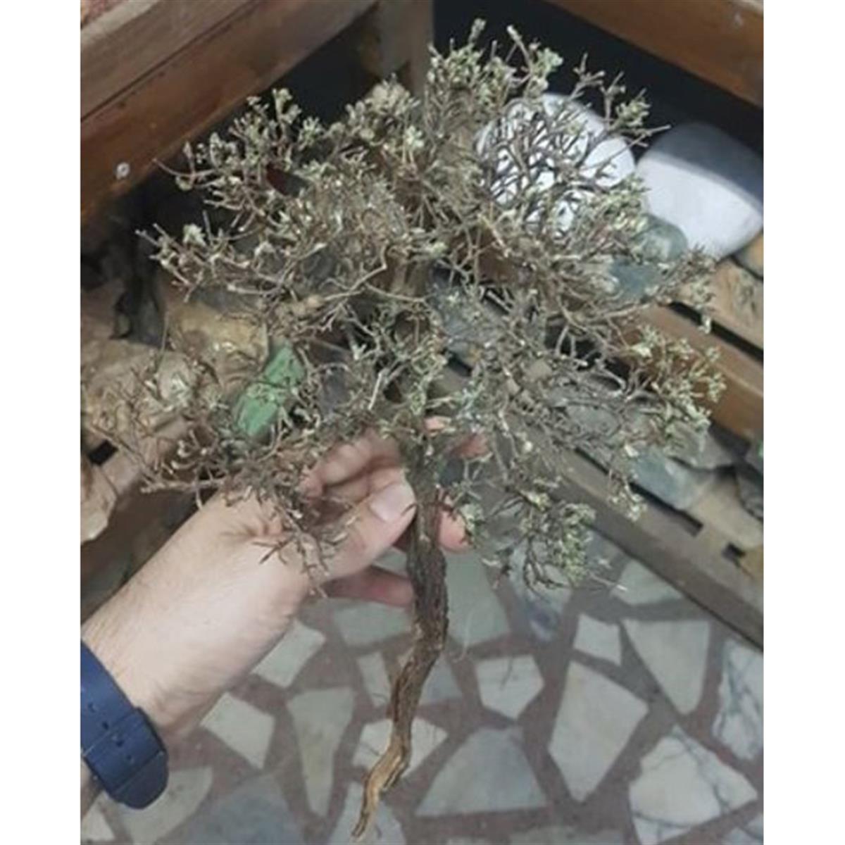 Akvaryum Ağaç Dekordekor ağaç-54545