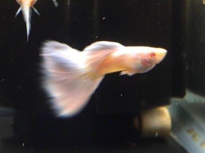 ALBİNO WHİTE LEPİSTES BALIKLARI