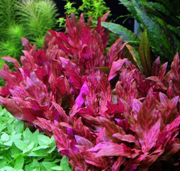 ALTERNANTHERA REİCKİNİİ ROSANERVİG IN VITRO 400 CC BÜYÜK PORSİYONH17CRB