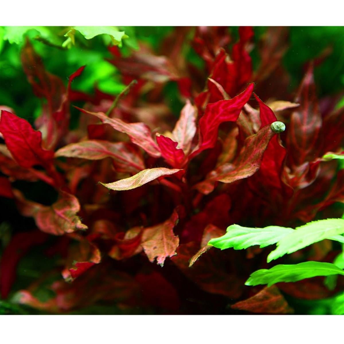 Alternanthera reineckii 'Rosanervig' (Saksı)023D