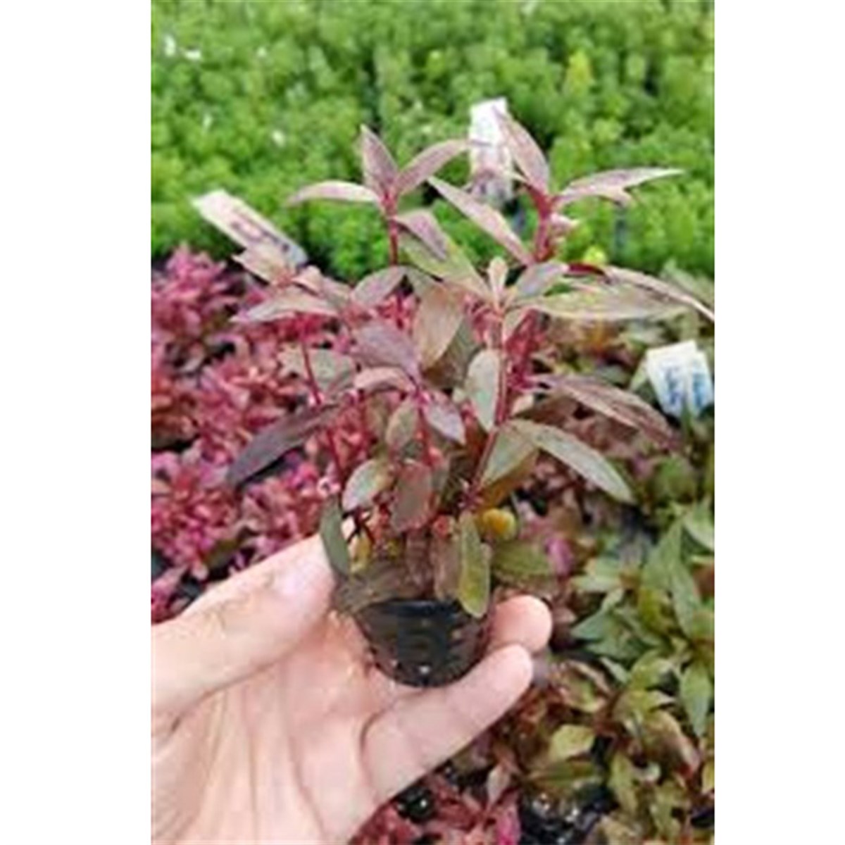 Alternanthera sessilis SAKSIbitki-442