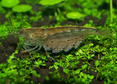 Amano Karides Yosun Avcısı