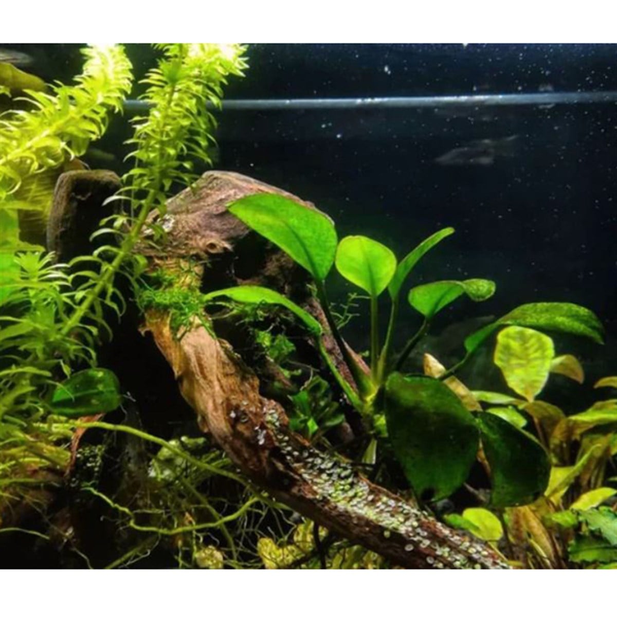 Anubias barteri broad leaf 