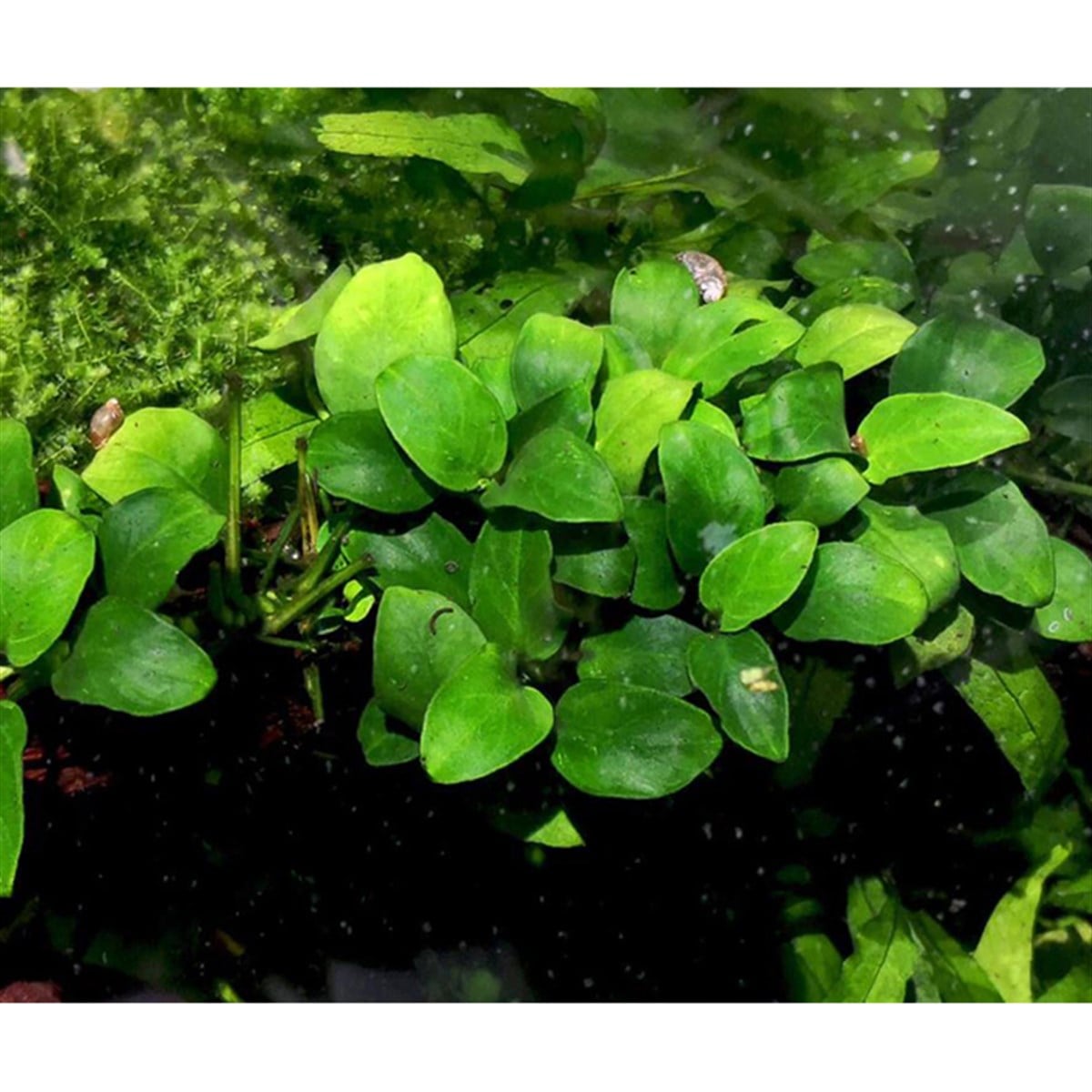 Anubias barteri broad leaf 