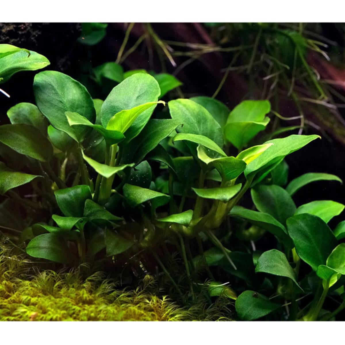 Anubias Barteri M Boy Barteri-M-Boy 