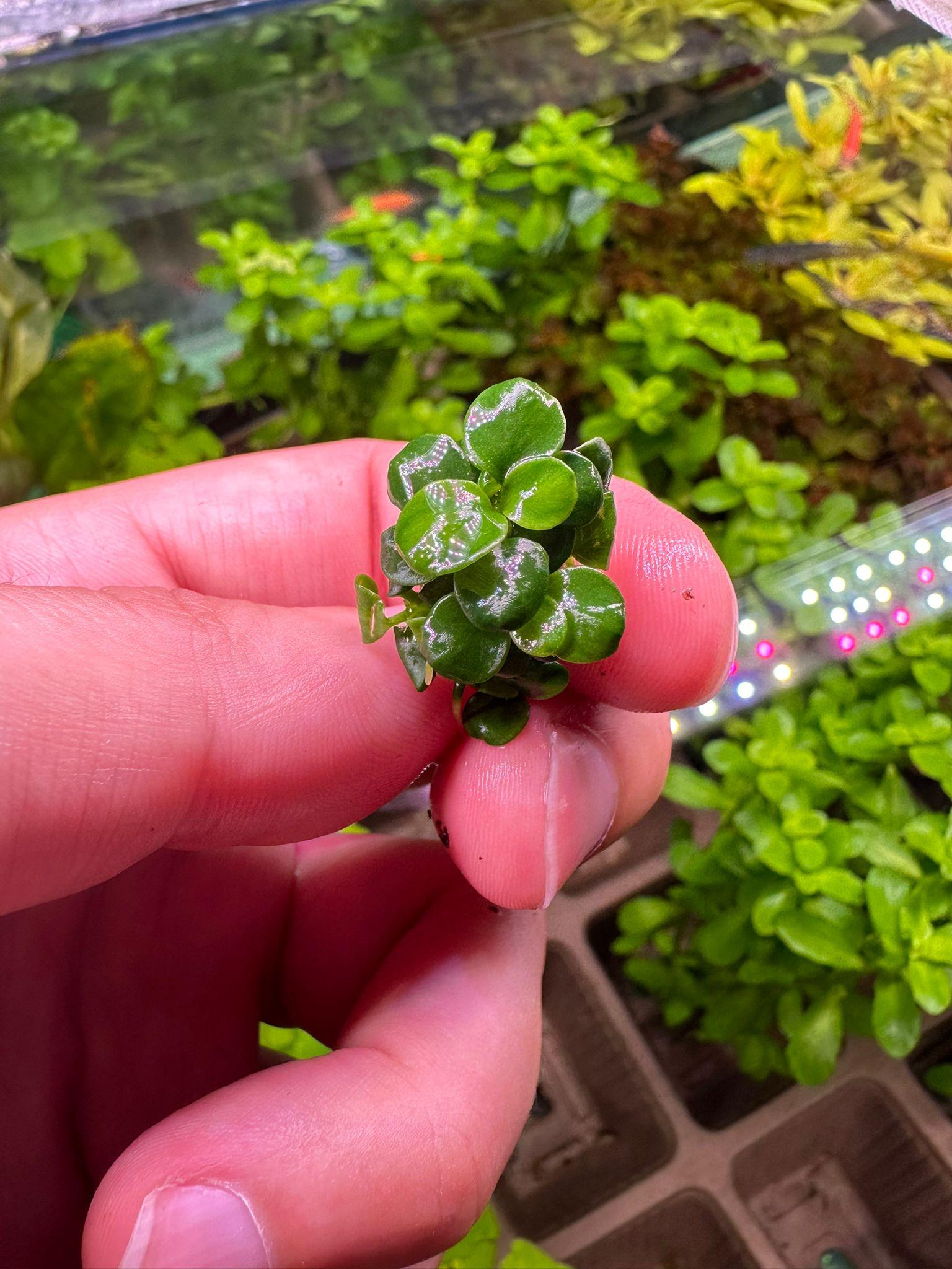 Anubias barteri 'Mini Coin' (In Vitro)101BTC