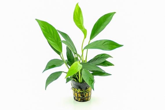ANUBİAS BARTERİ VAR GLABRA L280