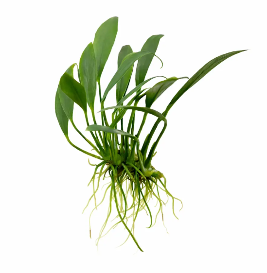 ANUBİAS BARTERİ VAR GLABRA (MİNİMA)L328