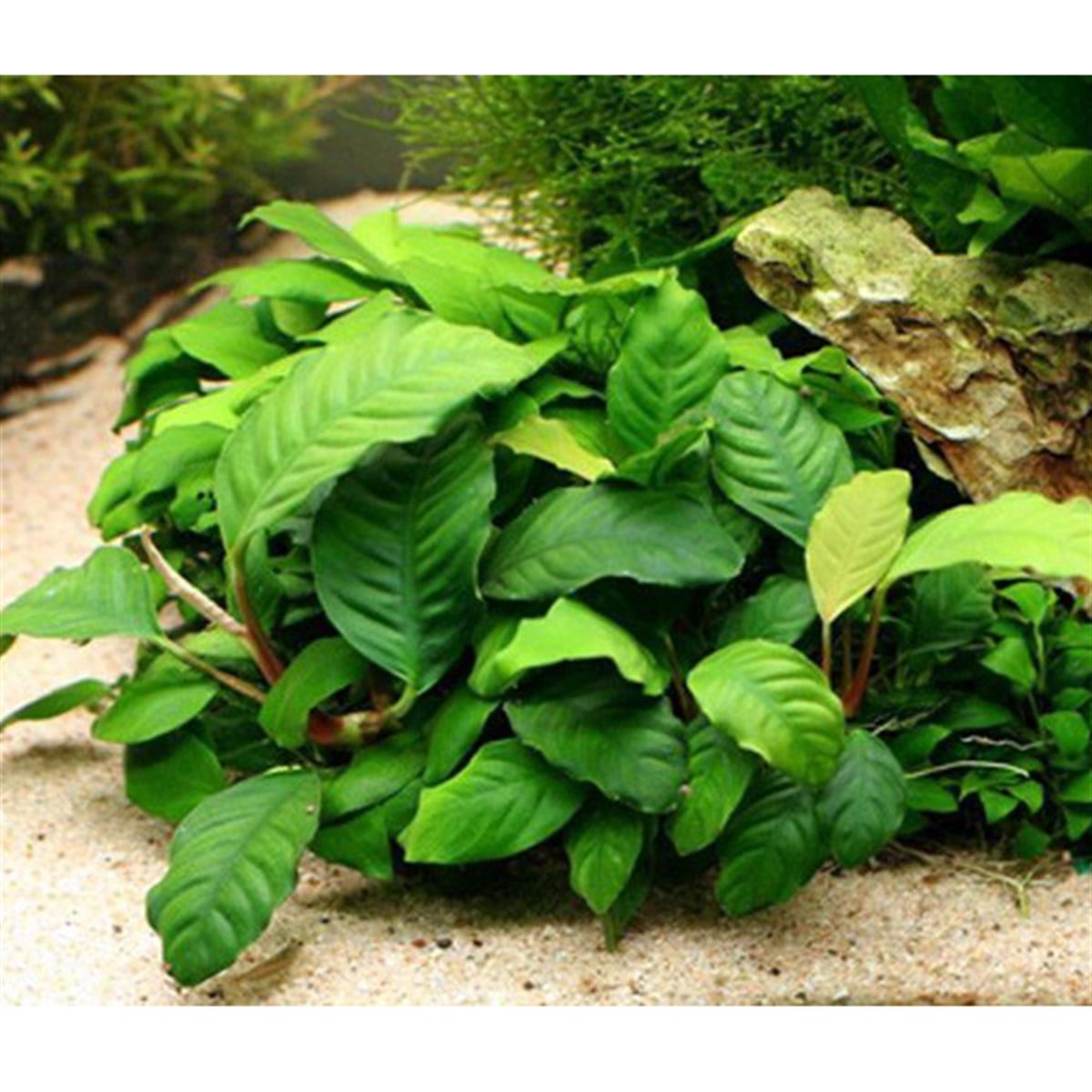Anubias coffeefoliaSP1515