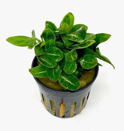 ANUBİAS GİANT STARDUSTP697