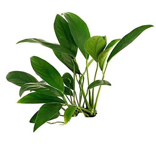Anubias Glabra M BoyGlabra-M-Boy